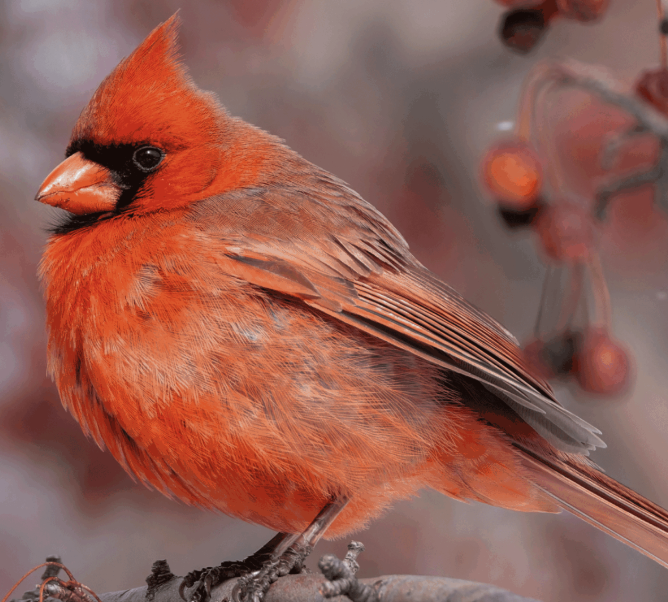 The Great Backyard Bird Count