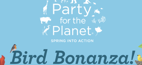 Bird Bonanza