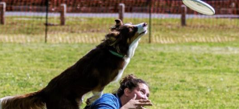 Canine Field Day