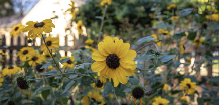 Annual Heirloom Plant Sale