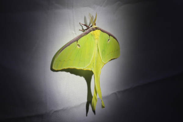 Moth Night at Brumley South Nature Preserve