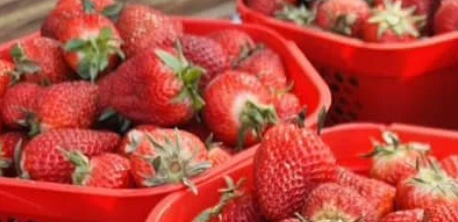 Strawberry Festival