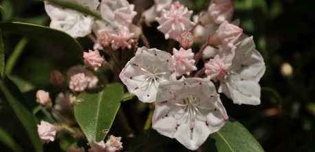 Guided Hike – Occoneechee Mountain State Natural Area