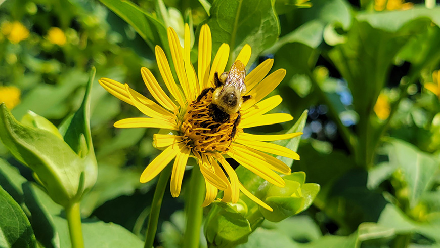 Great Southeast Pollinator Census