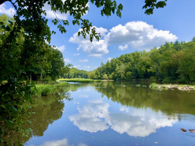 🌲 Morning Hike at White Pines